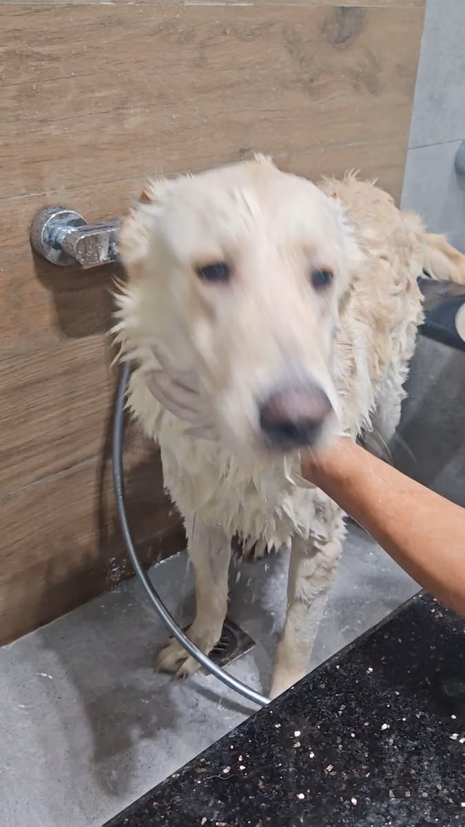 عيادة نبض الحيوان البيطرية - Animal Pulse Vet Clinic