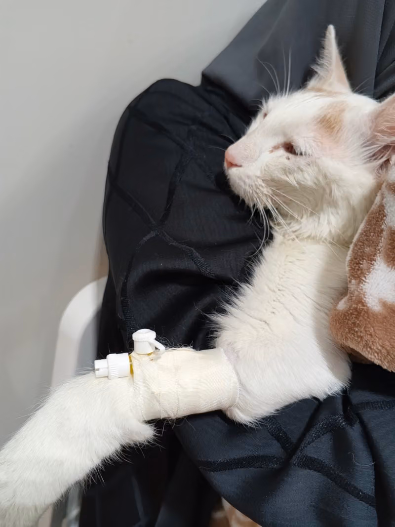عيادة نبض الحيوان البيطرية - Animal Pulse Vet Clinic