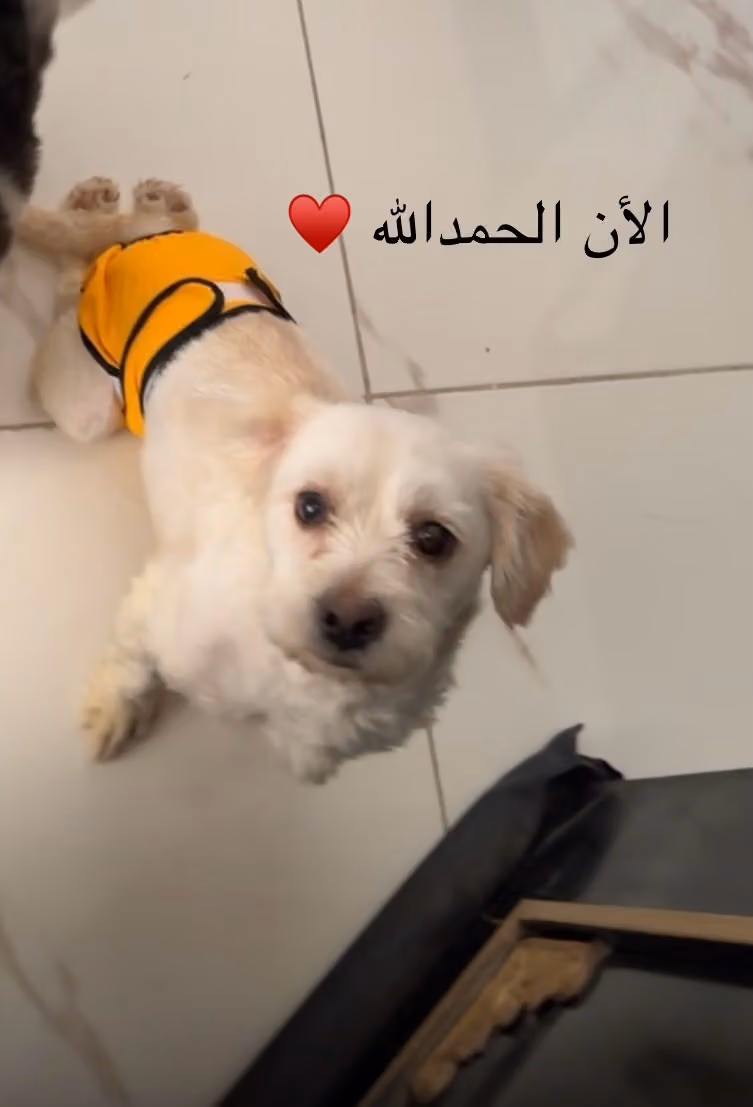 عيادة نجمة الحيوان البيطرية