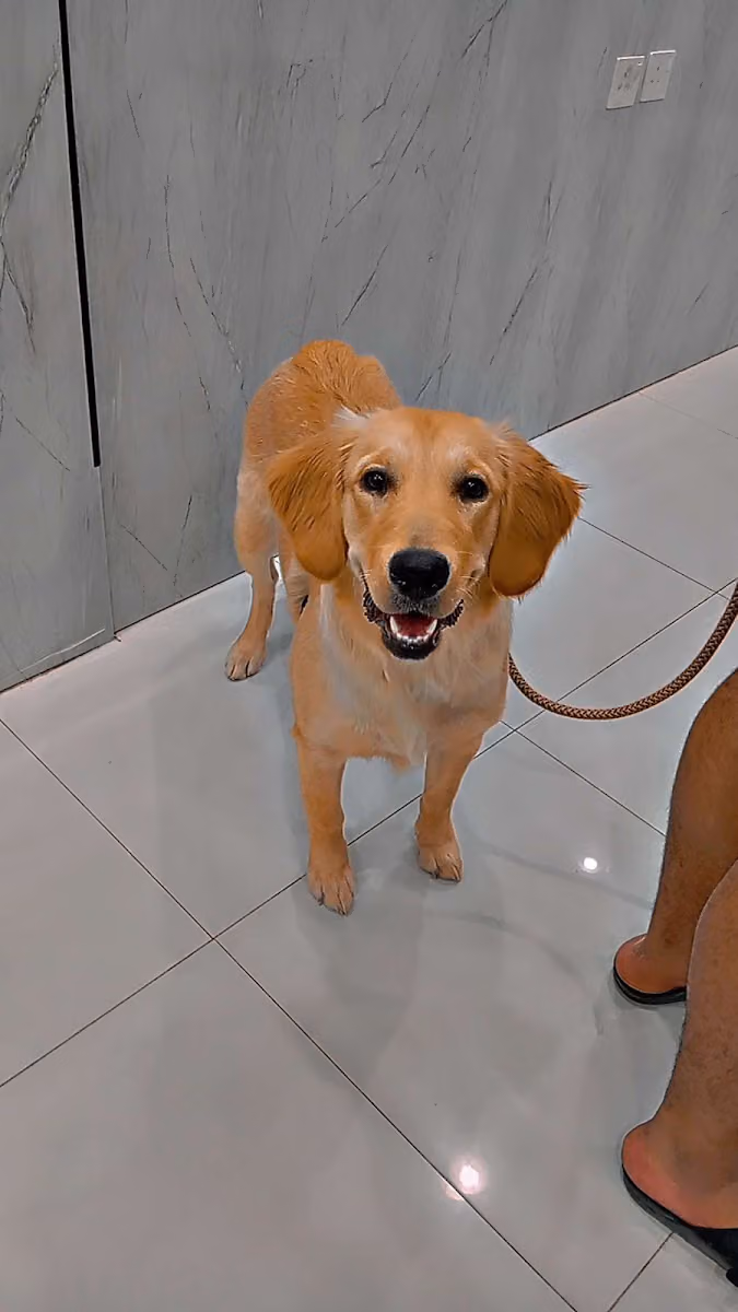 عيادة رعاية وصحة اليف البيطرية Care and healthy pet clinic