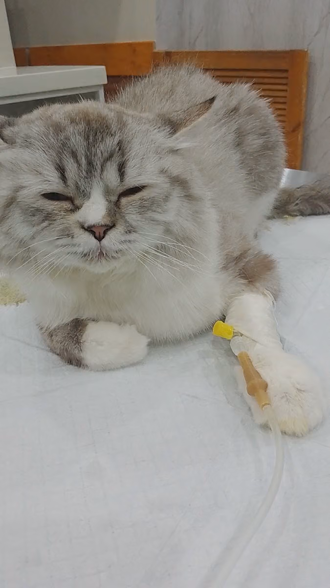 عيادة رعاية وصحة اليف البيطرية Care and healthy pet clinic