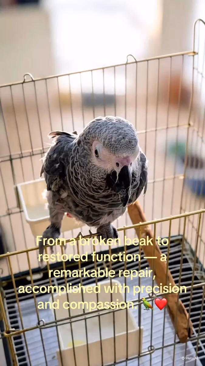 عيادة رفق كير البيطرية | Rifq Care Veterinary Clinic