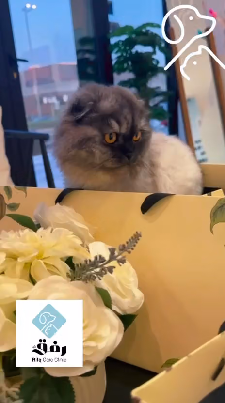 عيادة رفق كير البيطرية | Rifq Care Veterinary Clinic