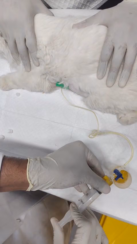 عيادة ريناس البيطرية - النهضة Renas veterinary clinic