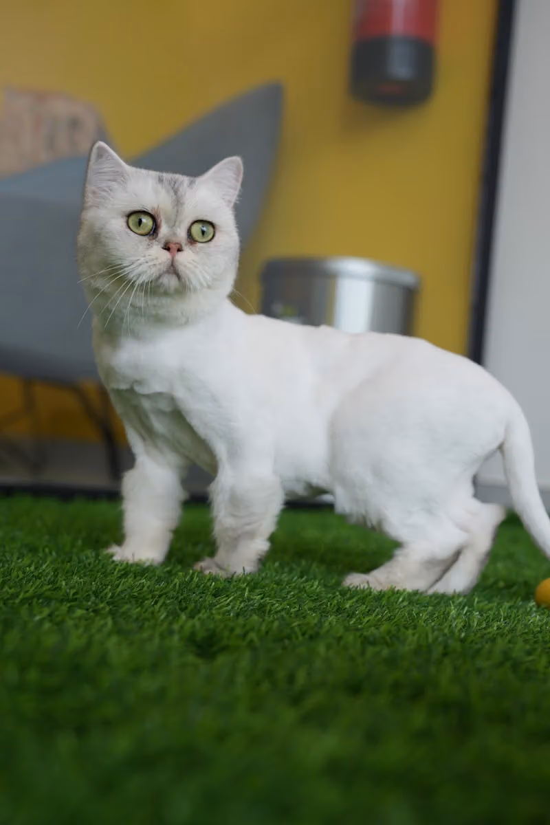 عيادة سناب كات التخصصية البيطرية | Snap Cat Vet