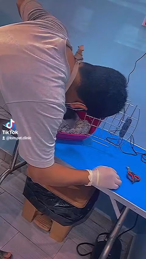عيادة توم الاليف البيطرية