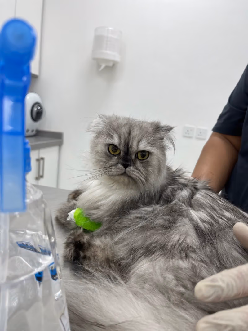 عيادة واحة الحيوان البيطرية الرحمانية Pets Oasis Vet Clinic