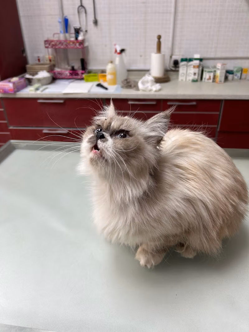 عيادة واحة الحيوان البيطرية Pets Oasis Vet Clinic