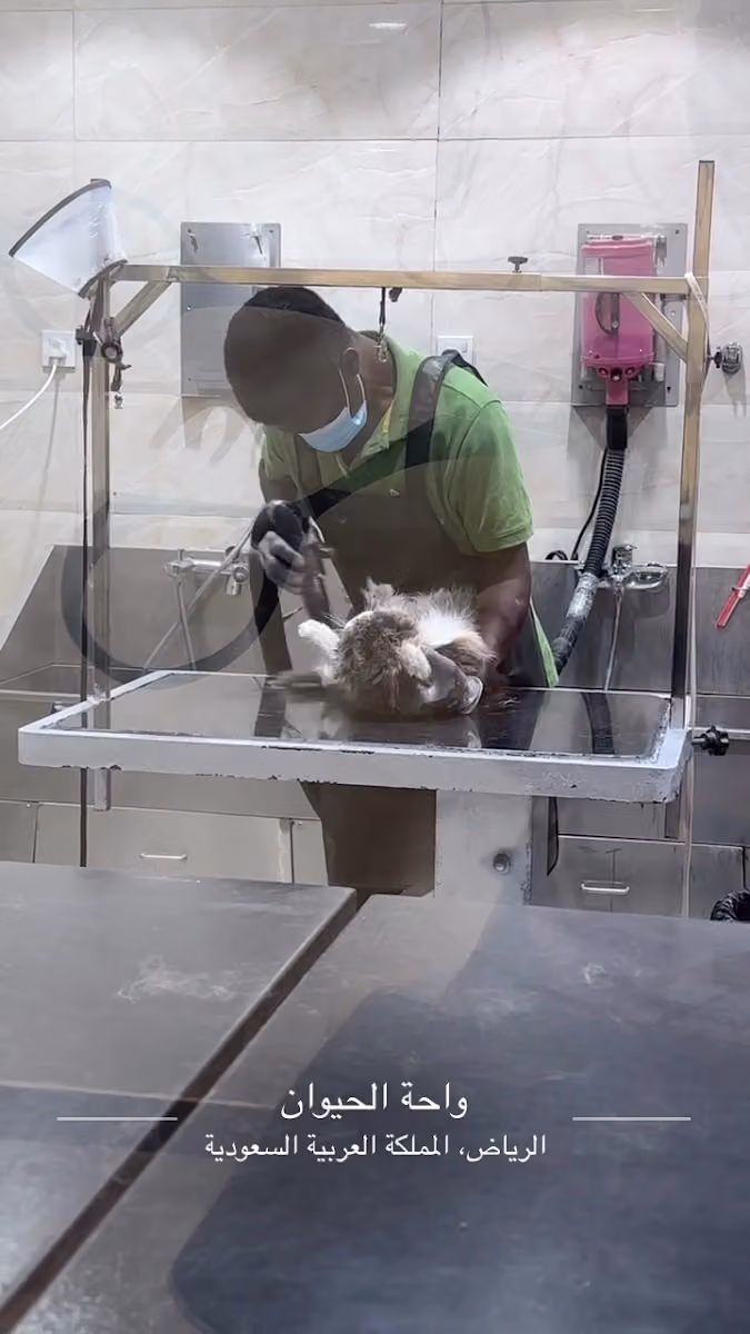 عيادة واحة الحيوان البيطرية Pets Oasis Vet Clinic