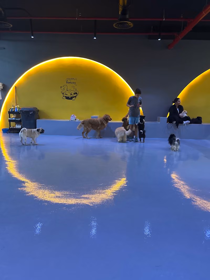 باركنج لوت | The Barking Lot