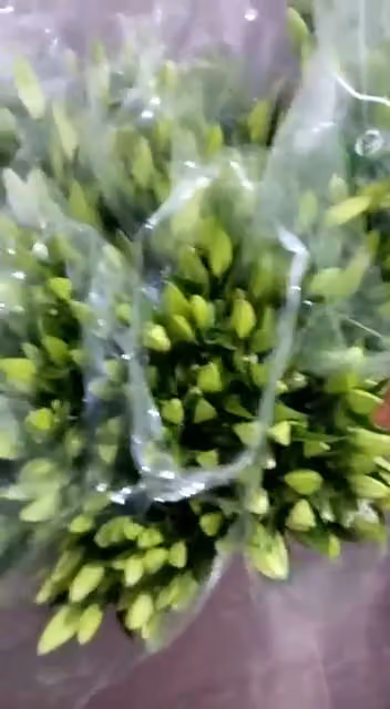 Blooms Flowers