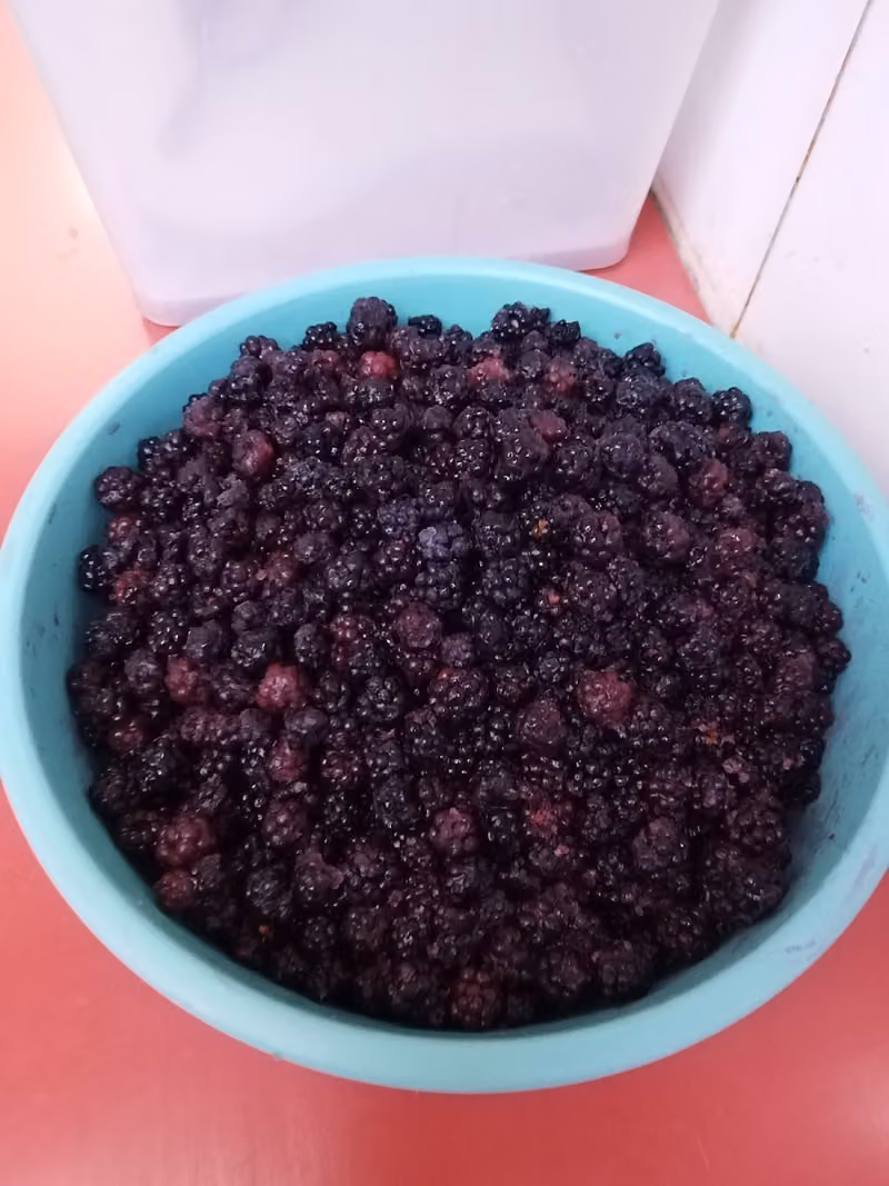 بوظة شامية