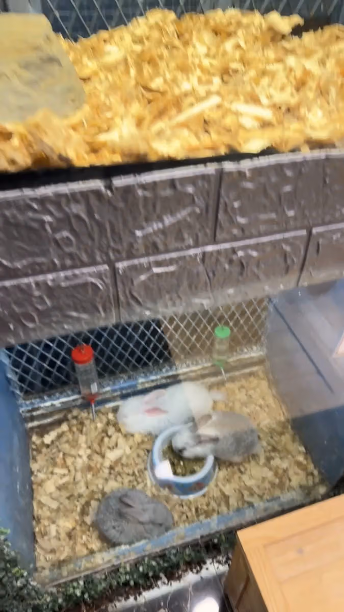 بين للحيوانات الاليفة (فرع العليا) BEN PET SHOP