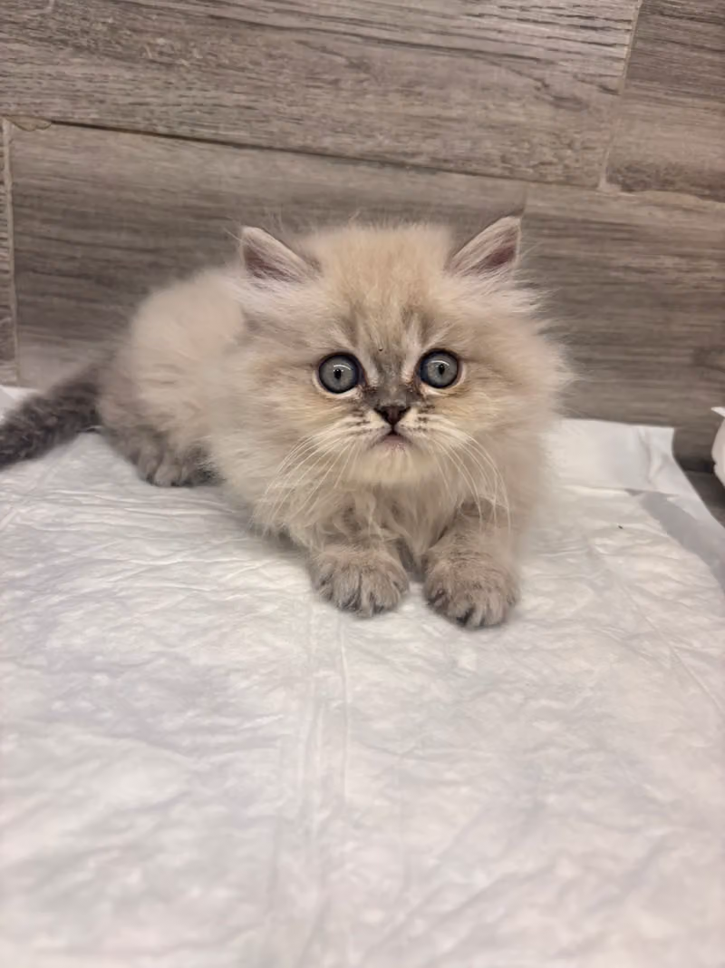 بين للحيوانات الاليفة (فرع العليا) BEN PET SHOP