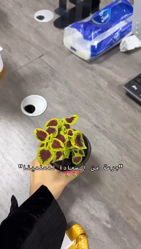 بيت الحكمة لتعليم اللغة الصينية 智慧宫中文教育
