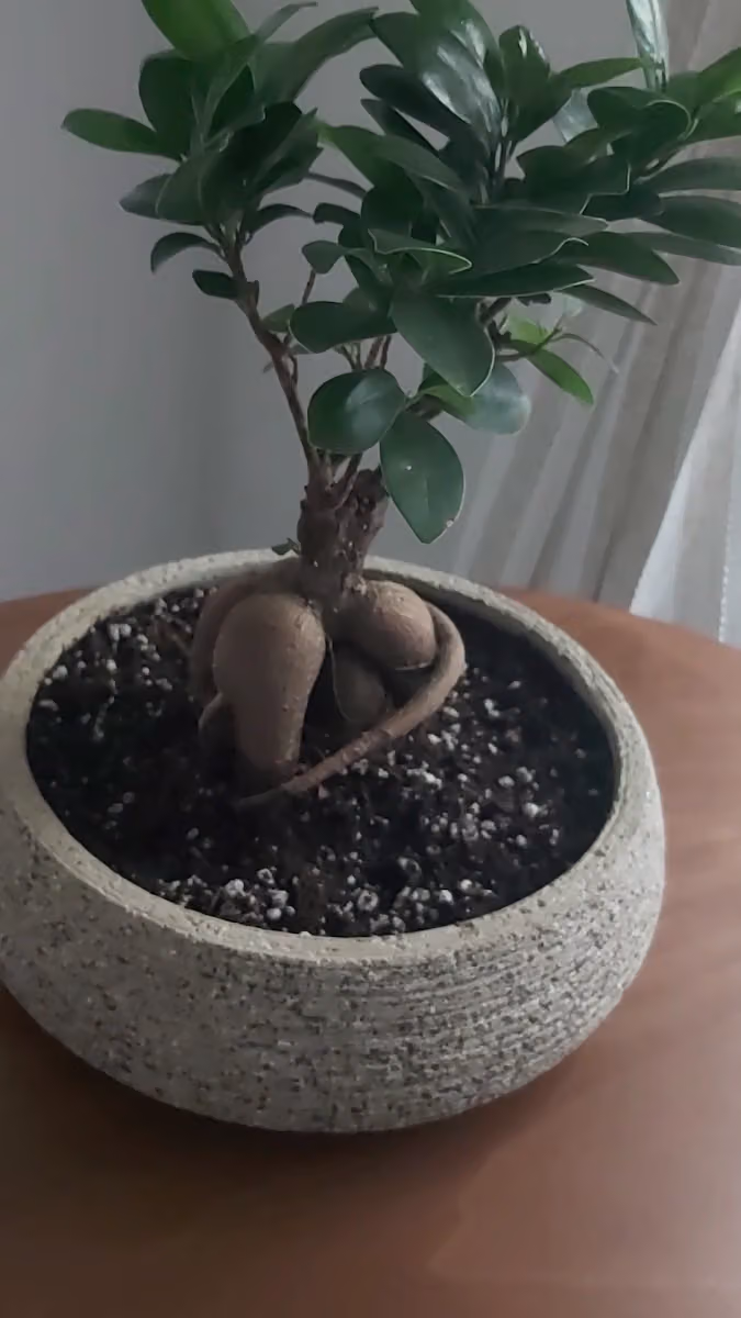 Desert plant | نبتة الصحراء