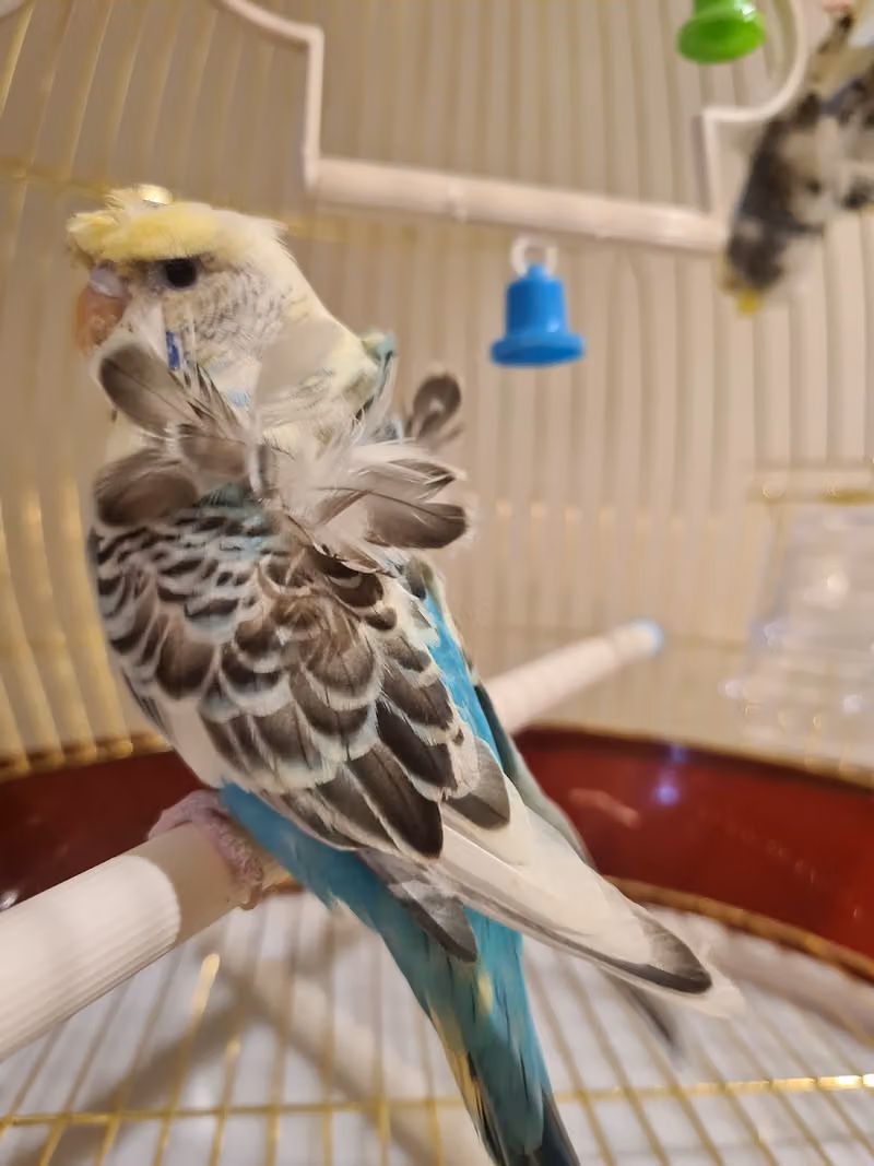 دكان الحيوان | Pet Shop - فرع حي النزهة