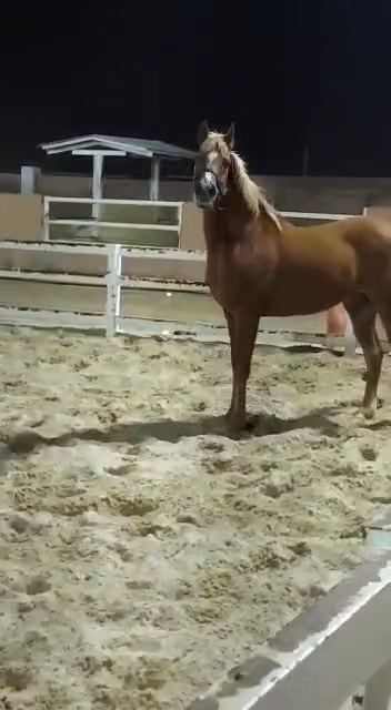 Elite Equine Management Services