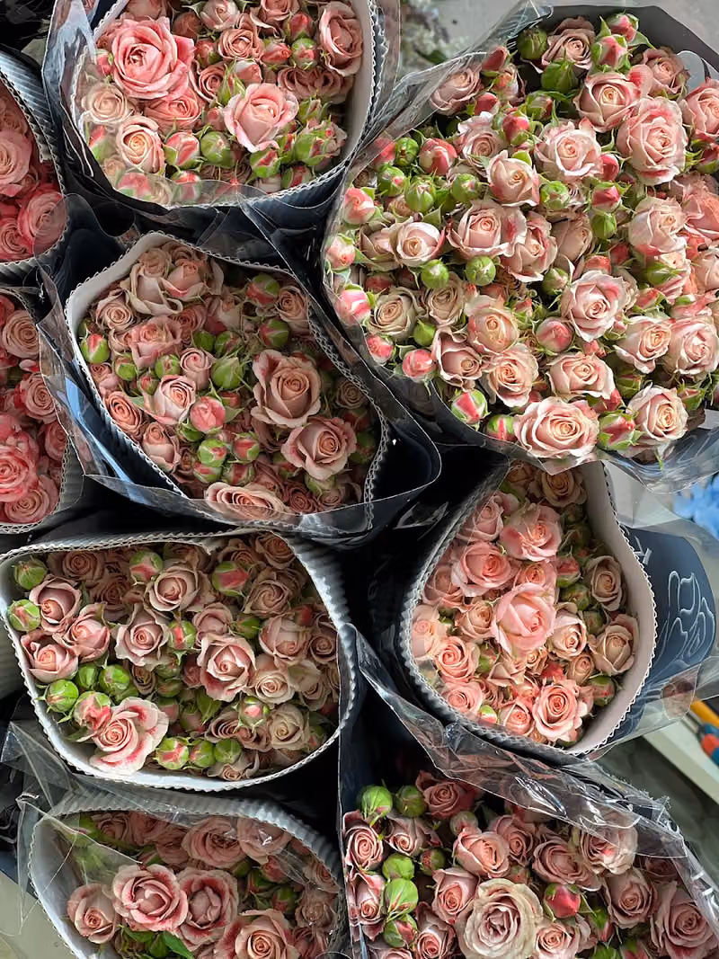 Four Seasons Flowers فور سيزونز فلورز