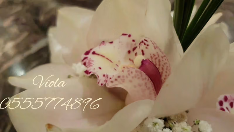 فيولا Viola wedding