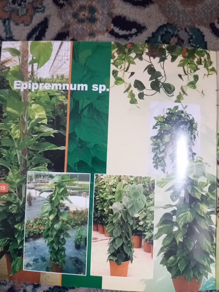 Gardan mentanes