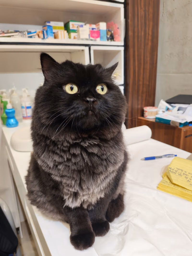 عيادة الحيوانات الأليفة السعيدة Happy Pet vet clinic