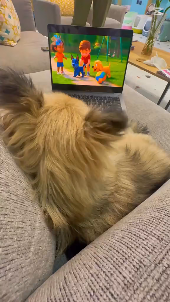 Healthy Pets Clinic 🐕🐈🦜 عيادة هيلثي بتس للحيوانات الأليفة والطيور