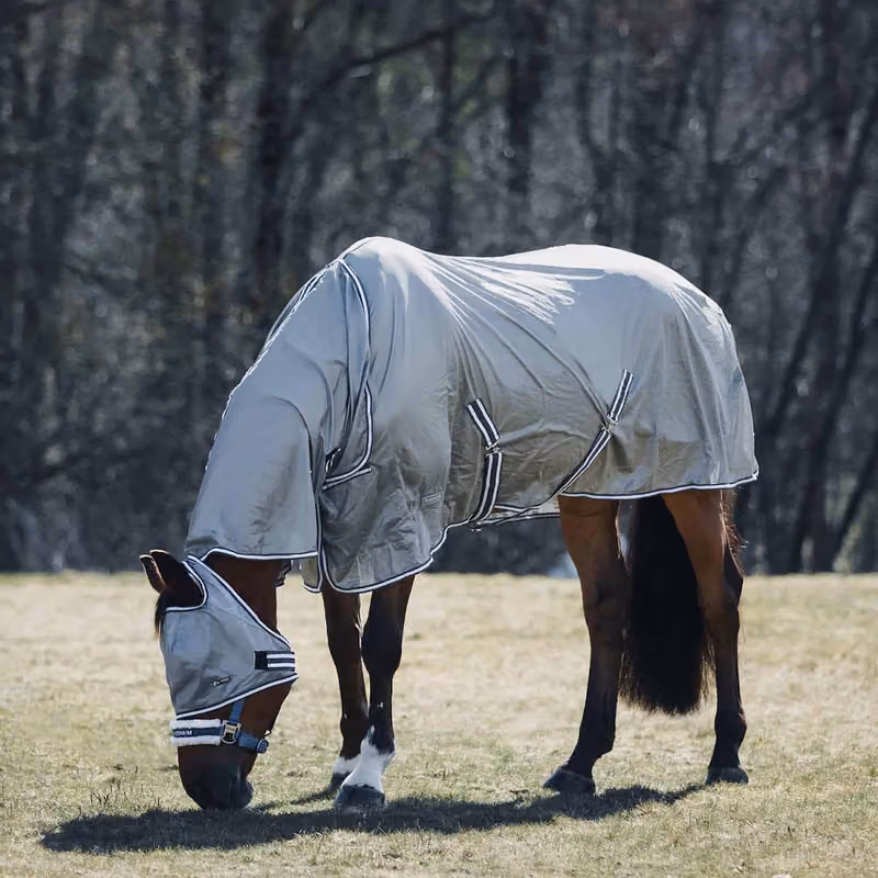 Horse beauty جمال الخيل