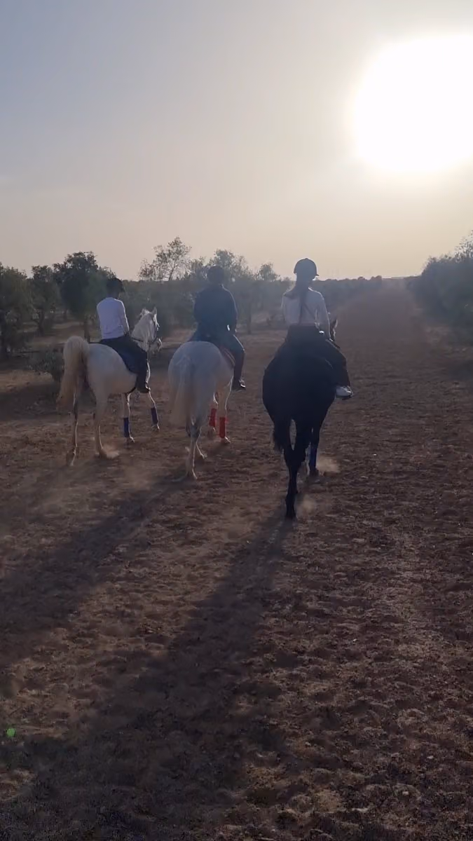 Horse Ranch