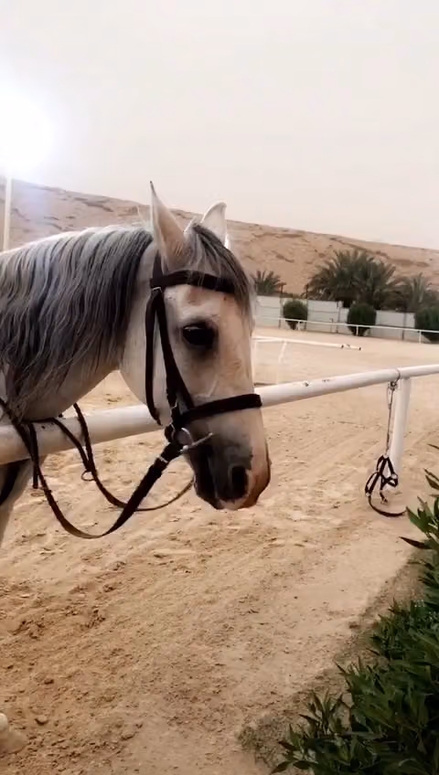 ركوب الخيل نادي الصافنات للفروسيه .يحتاج حجز موعد قبل الحضور