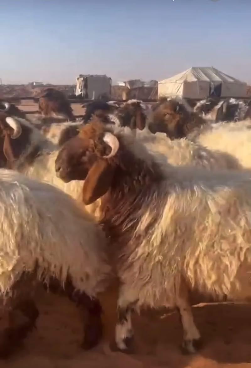 حوش ابو عبدالله البقمي للذبايح