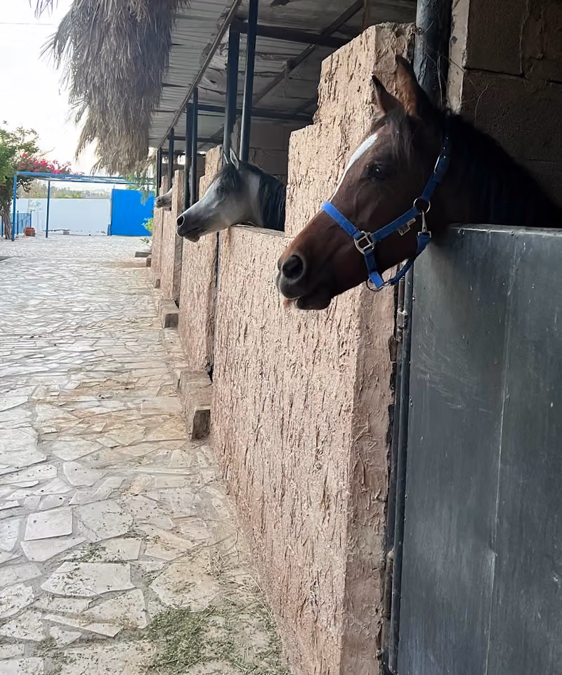 إسطبل الكوند