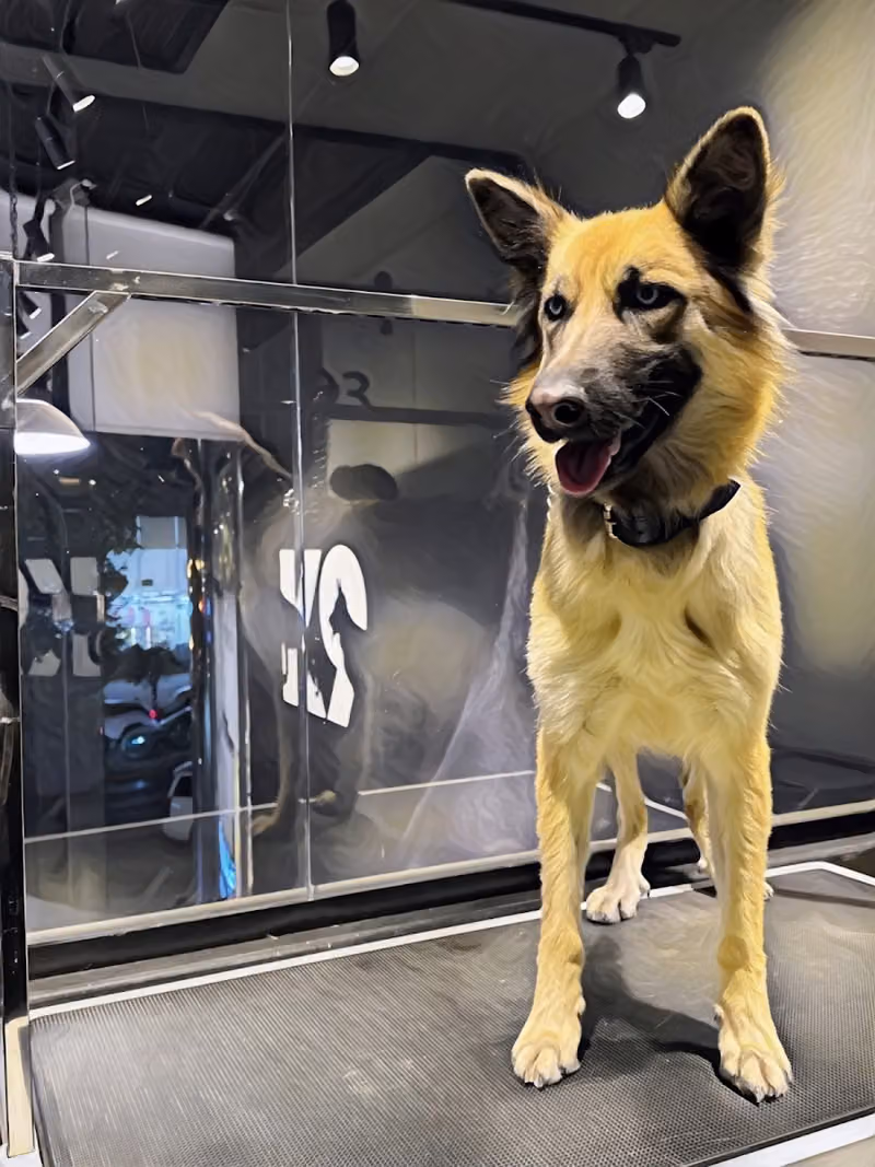 K9 - كاف تسعة - متجر وعيادة بيطرية متقدمة - K9 veterinary hospital