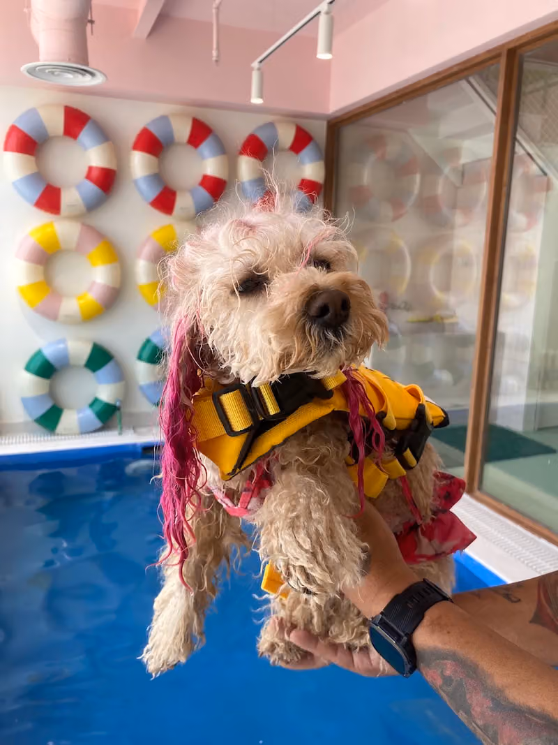 Kai Dog Daycare