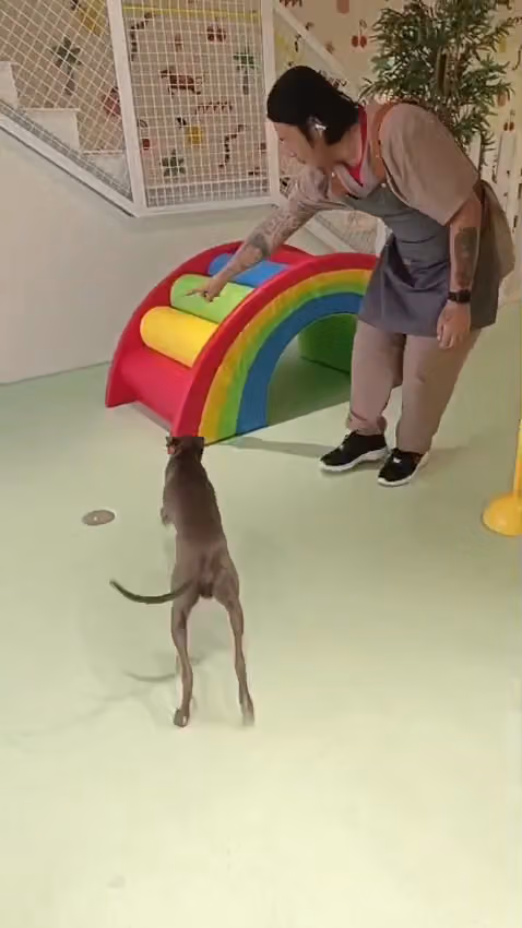 Kai Dog Daycare