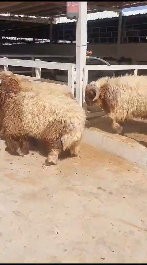 خروف البيت للذبائح
