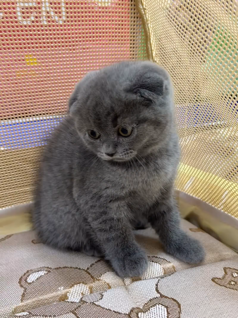 LITTLE JUNGLE | ليتل جانجل