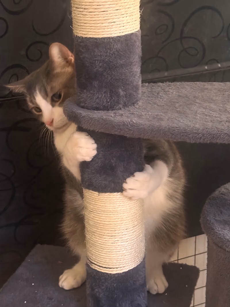 Little Paws By Sonia