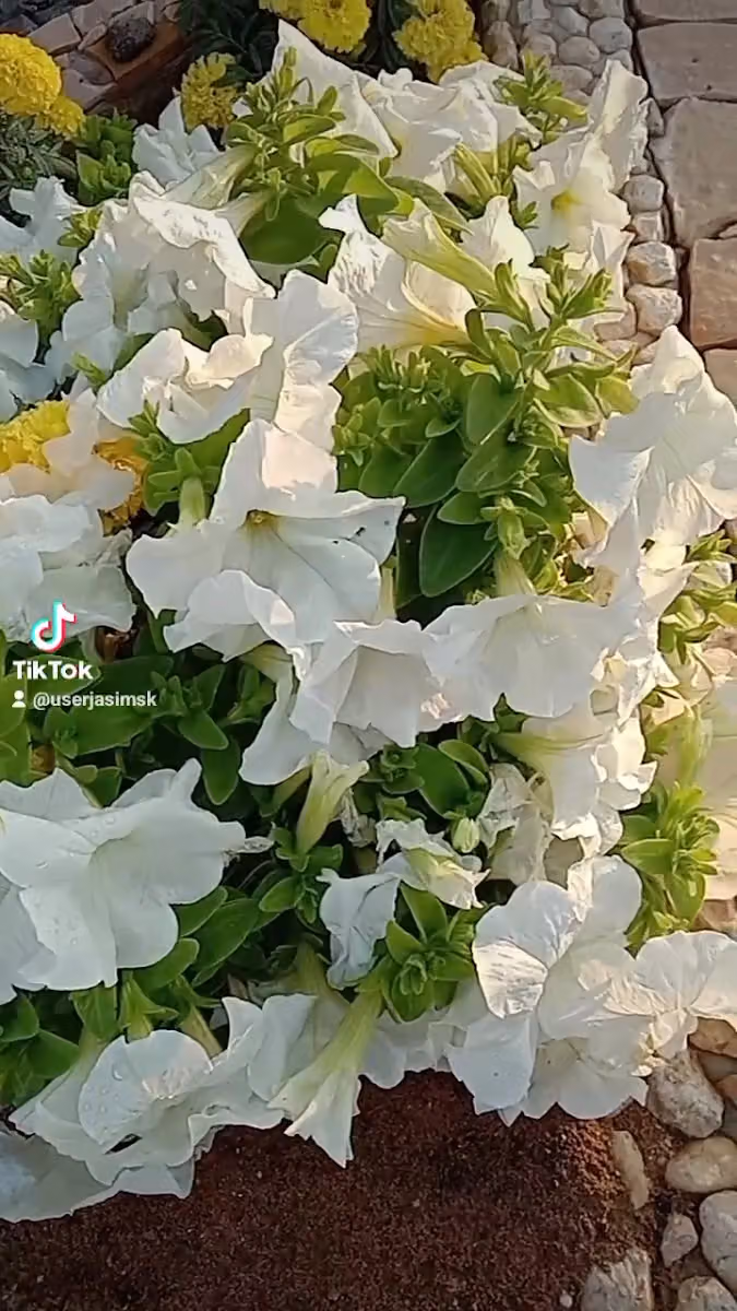 مغاسل السدف