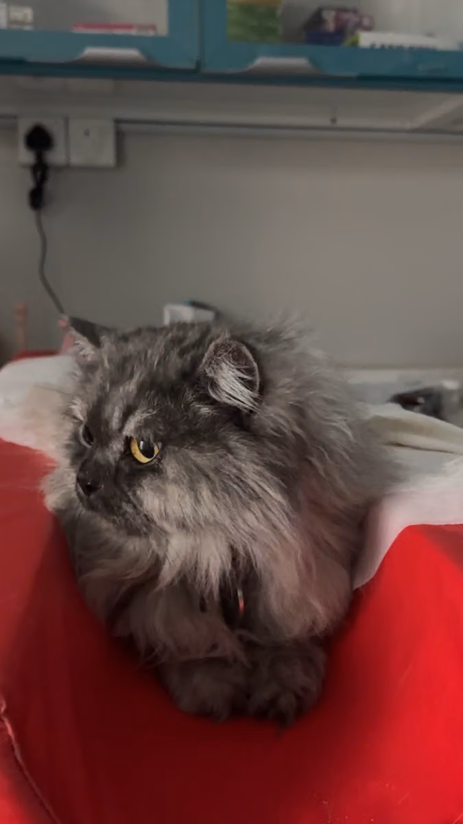 Mini Pet Vet Clinic عياده ميني بيت البيطريه المتخصصه