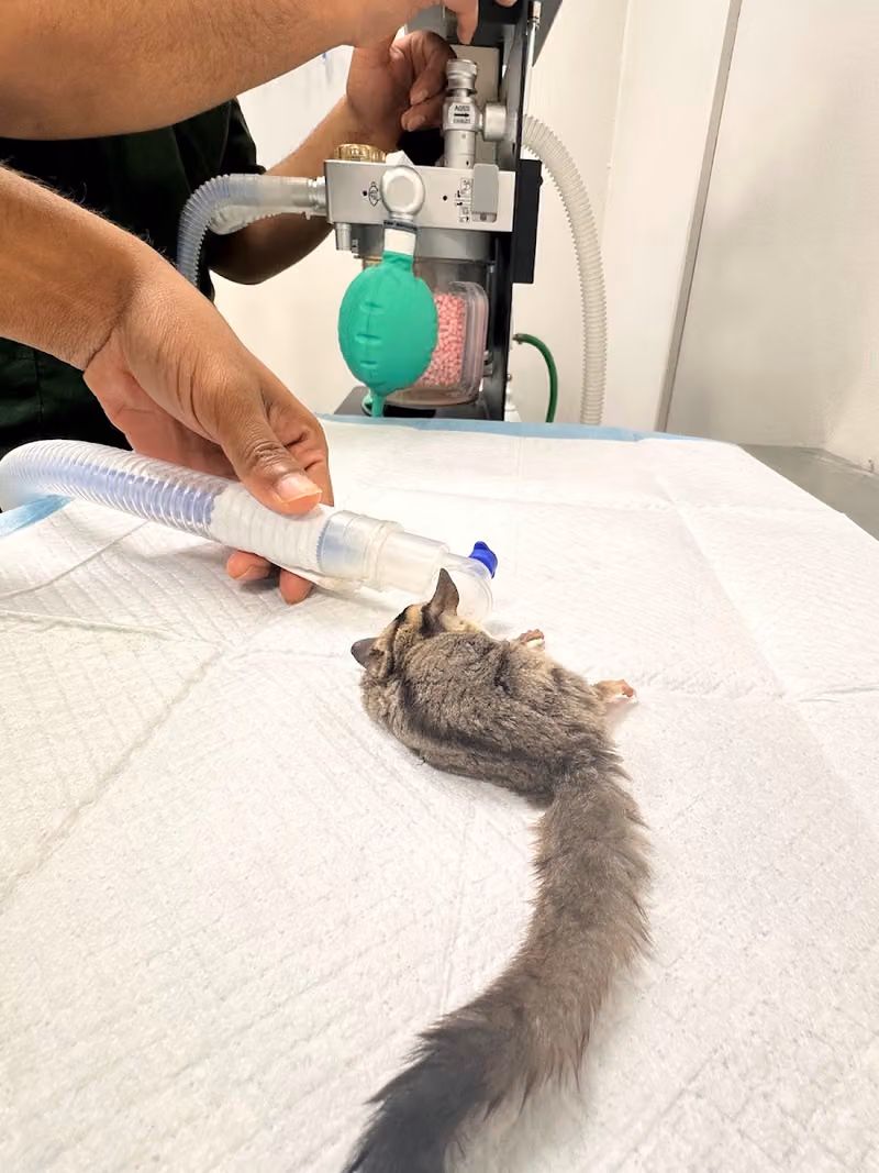 Mini Pet Vet Clinic عياده ميني بيت البيطريه المتخصصه