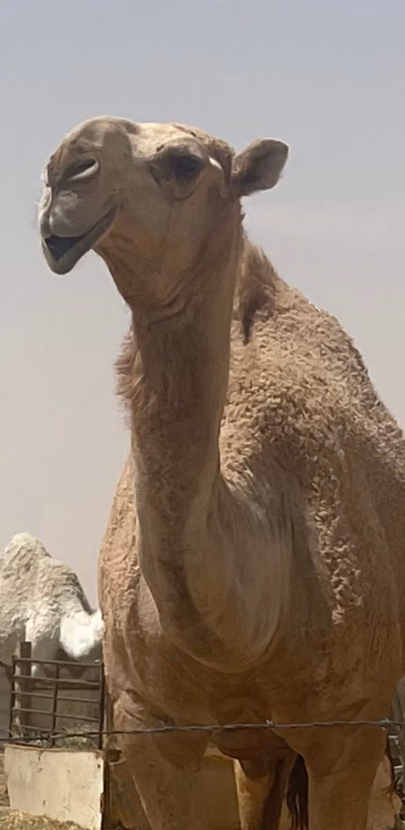 مخيم محمد الزيادي