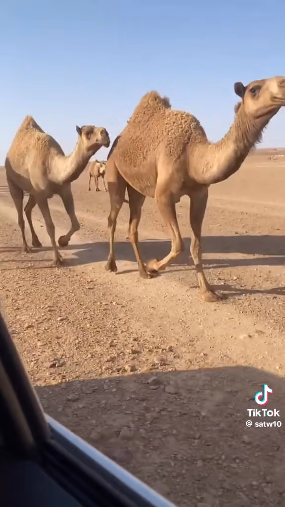 مكتبة الآداب للقرطاسية