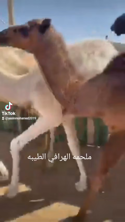 الهرافي الطيبة لبيع جميع انواع اللحوم الطازجه