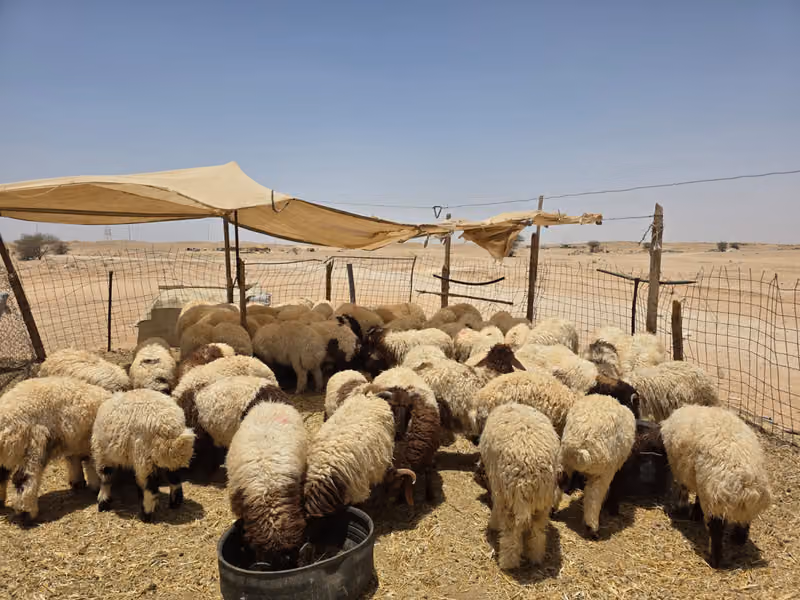 ملحمة عرين دمشق فرع ٣