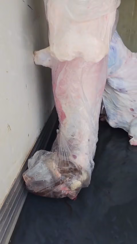 ملحمة حوار الدهناء