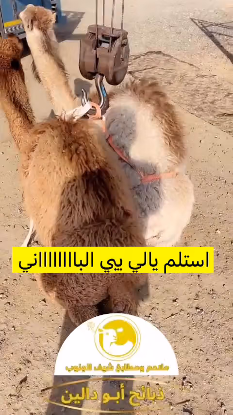 ملحمة شيف الجنوب الرياض