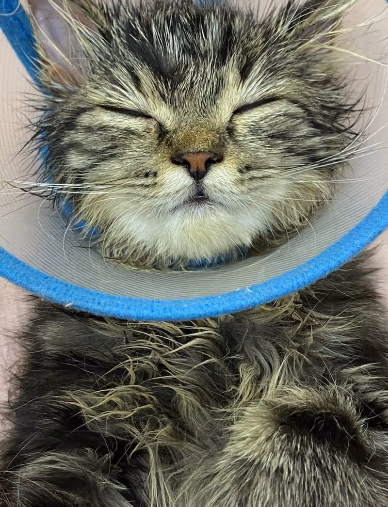 ملجأ الرياض للحيوانات