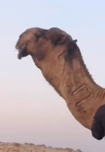 منقية الأبل عبدالله سيف الذيابي