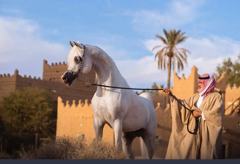 مربط الأصالة للخيل العربية